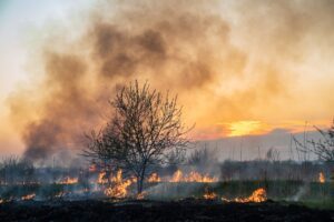 Image of trees and brush on fire