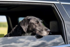 Image of black labrador retriever sticking it's head out of a car window