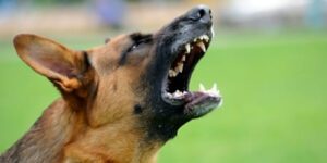 Image of an angry dog snarling