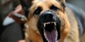 Image of angry, snarling dog