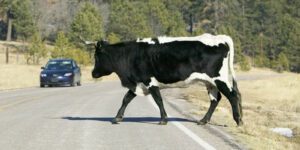 Image of car driving on a road where a black and white spotted cow is crossing