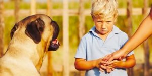 Image of large dog next to scared boy holding an adult's hand