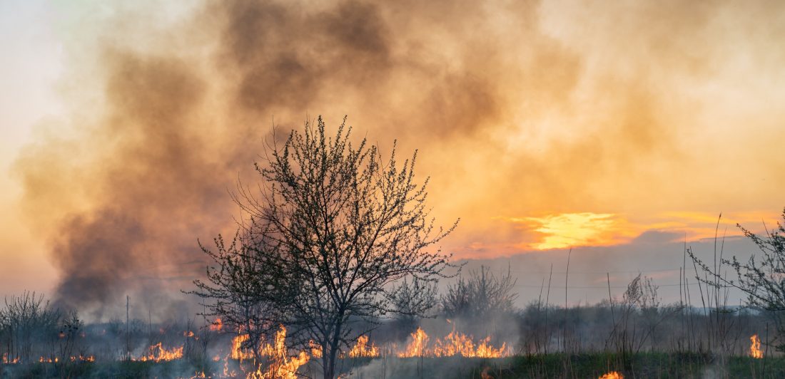 Image of trees and brush on fire