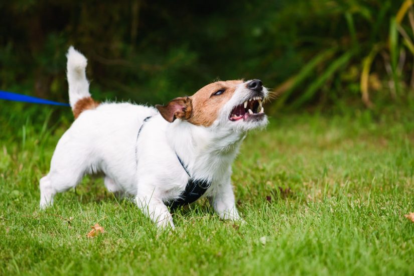 Photo of dog snarling aggressively