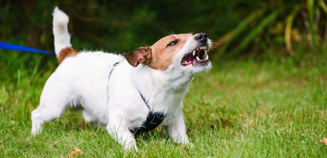 Image of an angry, snarling dog