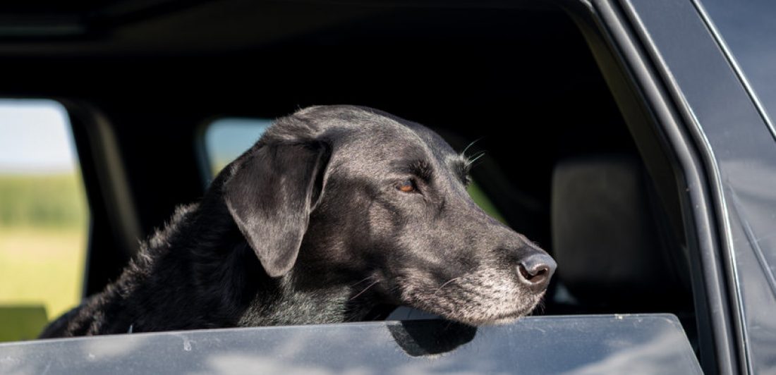 Image of black labrador retriever sticking it's head out of a car window