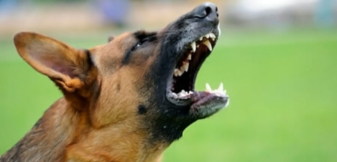 Image of an angry dog snarling