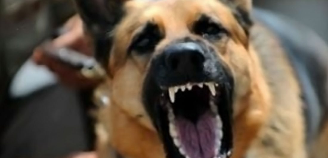 Image of angry, snarling dog