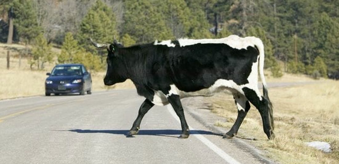 Image of car driving on a road where a black and white spotted cow is crossing